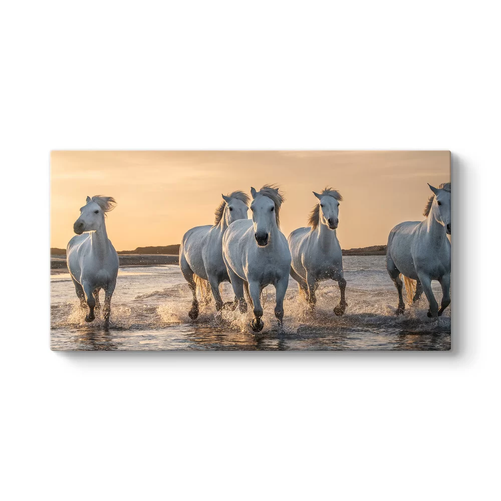 Camargue'da Koşan Beyaz Atlar Tablosu